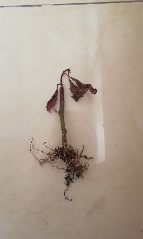 purple passion plant wilting