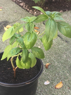 Discoloring leaf tips on basil