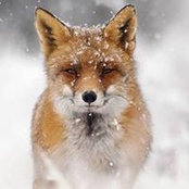 Roxanne Johnson's photo