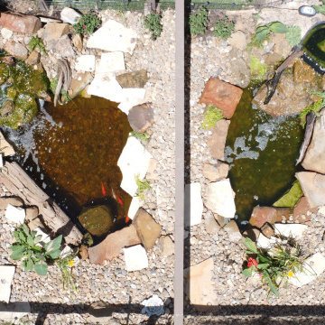 Terpin Turtle Pond
