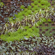 Plants