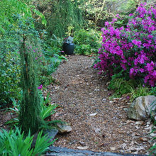 Woodland garden