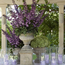 plantas decorativas