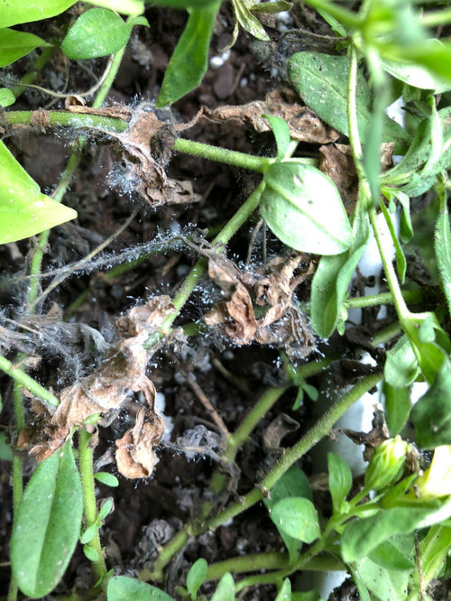 What is wrong with these Million Bells?