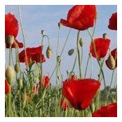Darlene McDonald's photo