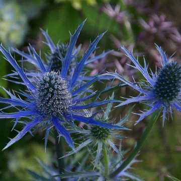 The Summer Garden