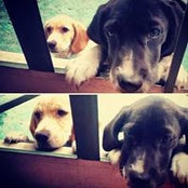 Afi Rottweily's photo