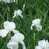 Julie Krantz's photo