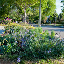 Jess’s Garden Ideas