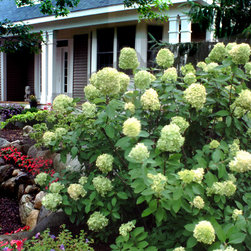 'Limelight' Hardy Hydrangea - Plants