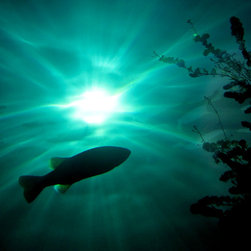 The Living Light: Friend - Fine Art Prints