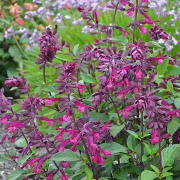 ‘Love And Wishes’ Salvia