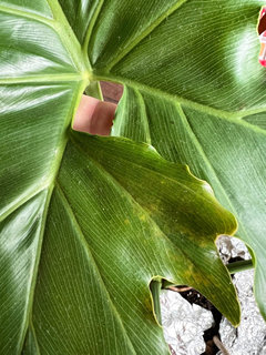 temperature for pothos Golden Pothos Plant main image 1