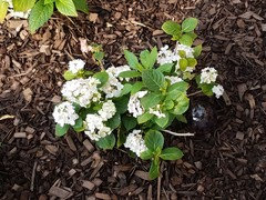 My Hydrangea Looks Dead In Spring - How To Save Dying Hydrangea Plant