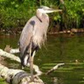 Andrea Crouse's photo