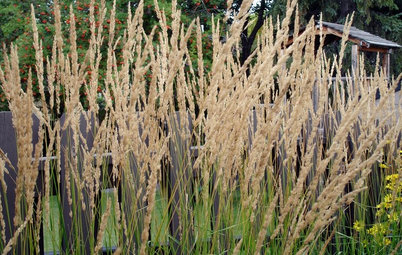 5 Hot Cool-Season Grasses