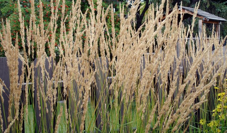5 Hot Cool-Season Grasses