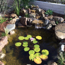 Pond