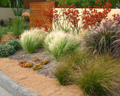 Mexican Feather Grass Ideas, Pictures, Remodel and Decor