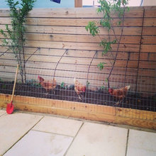 Chicken Coop