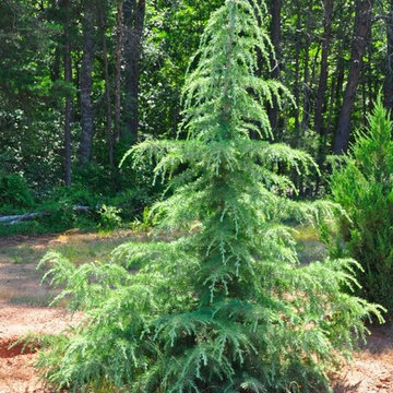 Deodar Cedar