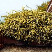 Landscape Ideas