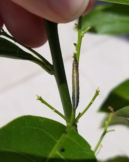 What's eating my Night Blooming Jasmine? How do I kill it?