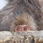 Mark Fossey's photo