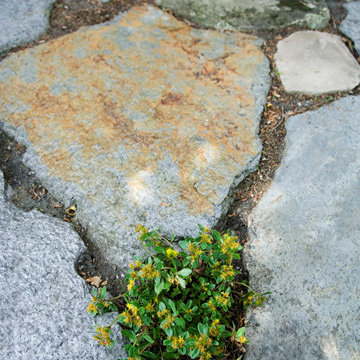 Plantings in the cracks between large stones