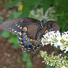 Wildlife