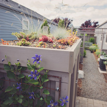 Garden Shed Design with Green Roof and Vine Trellis