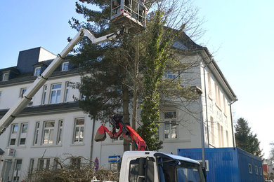 Baumpflege