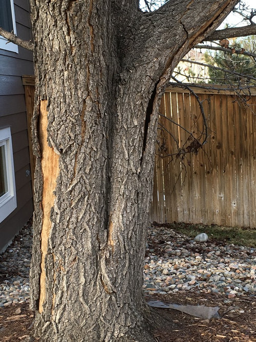 Does this tree losing bark need to come down? Pear variety. Photos.