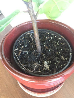 Should I repot my fiddle leaf fig? | Houzz Forum