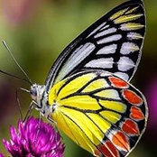 Lindy Stevens's photo