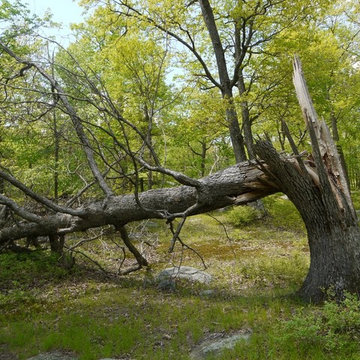 Tree Service Magnolia Beaver Tree Service, Inc.