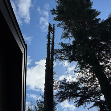 Tree Removal