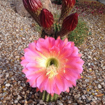 Cactus Flowers