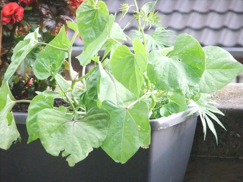 Vine With Heart Shaped Leaves