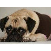Tuffy McPuggles's photo