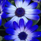 Davina Young's photo