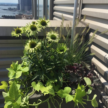 Native Grasses overlooking Lower Manhattan in Dumbo