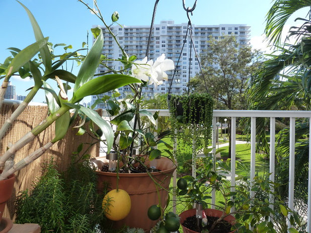 Тропический Дворик Balcony Garden