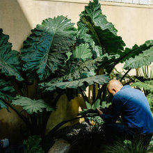 plantas
