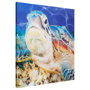 American Art Decor Sea Turtle Outdoor Canvas Art Print, 35"x35"