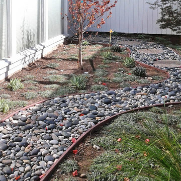 Low-Maintenance Landscape--Walkway, Ground Cover & Succulents