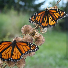 monarchs