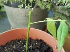 Plating curry leaf cuttings | Houzz Forum