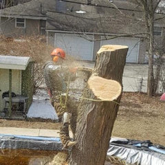 U. S Tree Removal Service