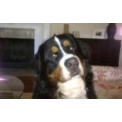 Nancy Scholls foto